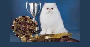 60 gambar hitam putih kucing koleksi populer. 21 Foto Kucing Peaknose Gambar Kucing Persia Peaknose Lucu