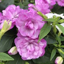 Image result for Impatiens sylvicola