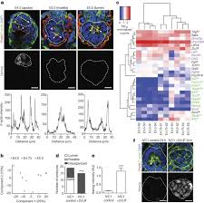 Maasai mara university is a public university which is the only university in narok county, kenya. Pluripotent State Transitions Coordinate Morphogenesis In Mouse And Human Embryos Nature