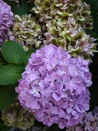 Foto di fiori di ortensie. O Di Ortensia Hydrangea E I Suoi Fiori D Estate Verdi Brattee