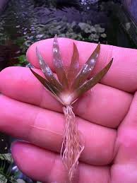 Image result for Xyris valida