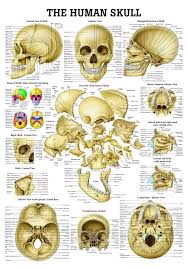 The Human Skull Laminated Anatomy Chart Amazon Com