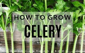Discover how to grow celery, and get pro tips on how to harvest throughout the entire season with one planting. Five Tips For Growing Celery Growing In The Garden