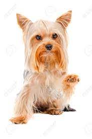 Portrait Of Yorkshire Terrier Sitting With A Raised Paw Isolated On White Background Stock Photo Picture And Royalty Free Image Image 50331538