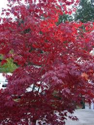 Plantfiles Pictures Japanese Maple Moonfire Acer Palmatum By Maplenut Japanese Garden Plants Ground Cover Plants Japanese Maple