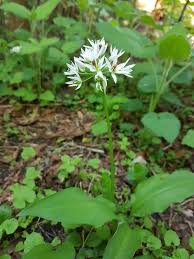 Image result for Allium ursinum