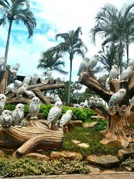 Pin By Mcs Ssp On Buos Pretty Birds Pattaya Thailand Pattaya