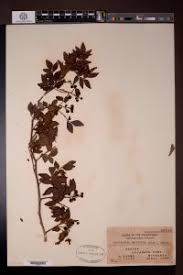 Image result for Harrisonia