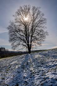 Check spelling or type a new query. Beautiful Tree With Sunlight And Shadows Wintertime At Bergisches Land Germany Indivstock