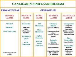 Canlilarin Siniflandirilmasi Nedir