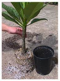 Plumeria Propagation How To Root Plumeria Cuttings Plumeria Tree Plumeria Flowers Plumeria Care