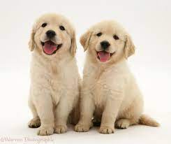 Maybe you would like to learn more about one of these? So Stinking Cute White Golden Retriever Puppy Golden Retriever Puppy Wallpaper