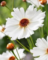 Buy Coreopsis Limbo Online Plants Garden Flowers Perennials White Gardens