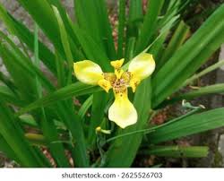 Image result for Neomarica northiana