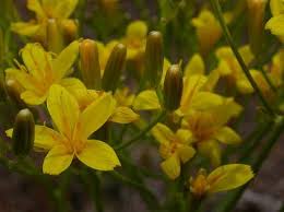 Image result for Crepis newii