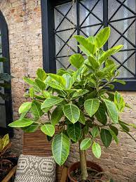 Ficus Altissima Arvoreta Vaso Do Produtor O 40cm Amabile Flower Shop