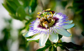 In cosmetics and personal care products sulfur is used to enhance the. Orthofyto Kruiden Voor Een Goede Psychische Gezondheid Tijdens Covid 19