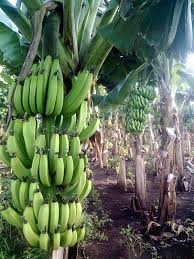 Banana Banana Seeds Banana Fruit