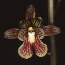 Image result for Oeceoclades saundersiana