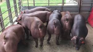 Deservim judetele olt si teleorman. Top 3 Metode De Insamantare Artificiala La Porci Youtube