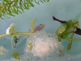 Begin feeding the baby koi powdered koi pellets once they are 10 days old and move onto larger pellets as they get bigger. Betta Growth From Birth Fish Care