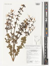 Image result for Syncolostemon