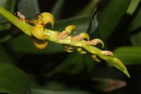 Image result for Bulbophyllum sandersonii