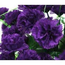 Carnation Grenadin King Of Blacks Seeds Dianthus Caryophyllus Flower Seeds Carnations Dried Bouquet