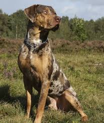 Black And Tan Catahoula Leopard Dog 10 Cool Facts About Catahoula Leopard Dogs Pawnation Leopard Dog Catahoula Leopard Dog Dog Breeds