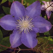 Clematis are divided into three pruning groups, as follows: Clematis Vyvyan Pennell Friedrich M Westphal Clematiskulturen