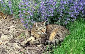 This is achieved by elongation of the fleshy stems. Nepeta Cataria