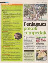 Bagi mereka yang berminat untuk universiti putra malaysia. Tips Pertanian Bersama Upm Penjagaan Pokok Cempedak Taman Pertanian Universiti