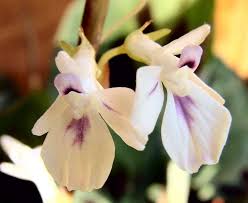 You can download free flower png images with transparent backgrounds from the largest collection on pngtree. Photo Of The Bloom Of Prayer Plant Maranta Leuconeura Posted By Xeramtheum Garden Org