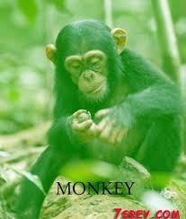 نتائج البحث عن صور عالية الجودة Animals Monkey Gorilla