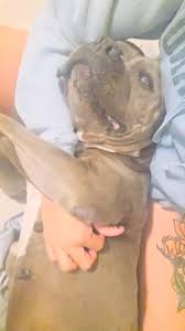 Hey yall was hoping someone might be able to help.... i found this sweet  girl in the neighborhood and she has been dumped. She was not in good shape  when I found her. Internal infection, super skinny, ...