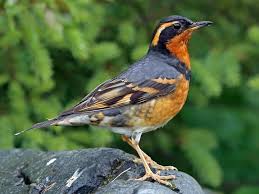 Although robins are considered one of the key harbingers of spring, only some birds in northern states travel south during winter. Similar Species To American Robin All About Birds Cornell Lab Of Ornithology