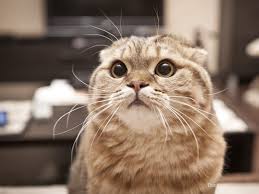 A distended belly may appear as if it bloated or sticking out. 5 Silent Killers Of Cats