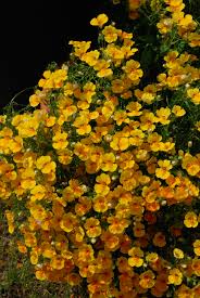 Image result for Nemesia