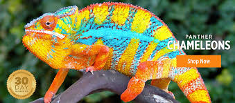 Shipping your four horned chameleon we charge a flat $44.99 for overnight delivery to your doorstep, regardless of the number of reptiles because we responsibly offer reptiles for sale online (as well as amphibians, tarantulas, and scorpions), we reserve the right to delay your order upon the. Chameleons For Sale Veiled Chameleons For Sale Panther Chameleons For Sale Captive Bred Chameleons Jackson S Chameleons For Sale Chameleons For Sale At Fl Chams