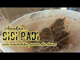 Suara burung cici padi gacor untuk masteran. Download Burung Cici Padi Betina Mp3 5 5 Mb Kicau Siburung Com