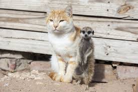 Orphaned Fox Finds A Very Unlikely New Mom Unusual Animal Friends Old Dogs Rescue Dogs