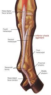 Right interosseous membrane of leg. An Overview Of The Inferior Check Ligament In Horses Dressage Today