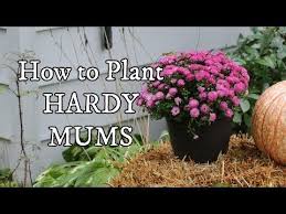 How To Plant Hardy Mums Outdoors As Year Round Perennials Hardy Mums Plants Summer Flowers Garden