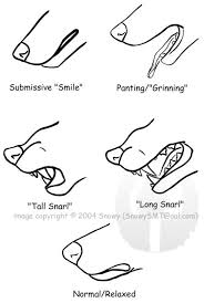 403 Forbidden Wolf Sketch Furry Drawing Wolf Drawing