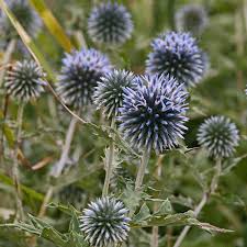 Image result for Echinops longifolius