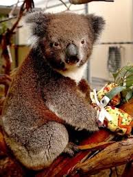 Stop Making Koala Mittens Ifaw Now Need Joey Pouches After Bushfires Koala Animal Advocacy Koala Bear