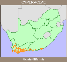 Image result for Ficinia filiformis