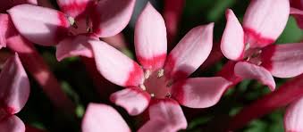 Image result for Bouvardia longiflora