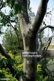 Image result for Eucalyptus torelliana