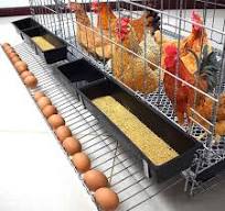 Amazon.com: Jaula para aves de corral plegable con bandeja ...